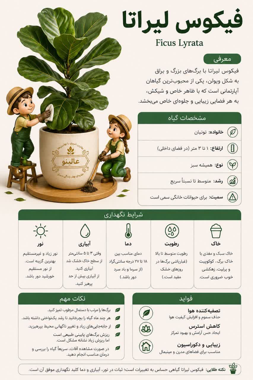 فیکوس لیراتا؛ 3راهنمای جامع نگهداری و تاثیر قرص جوشان عالینو بر رشد آن