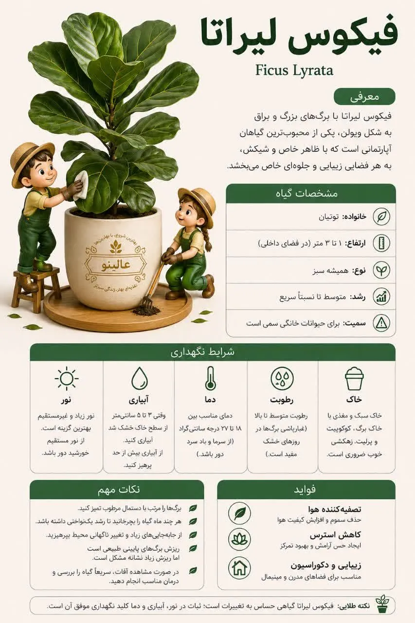 فیکوس لیراتا؛ 3راهنمای جامع نگهداری و تاثیر قرص جوشان عالینو بر رشد آن