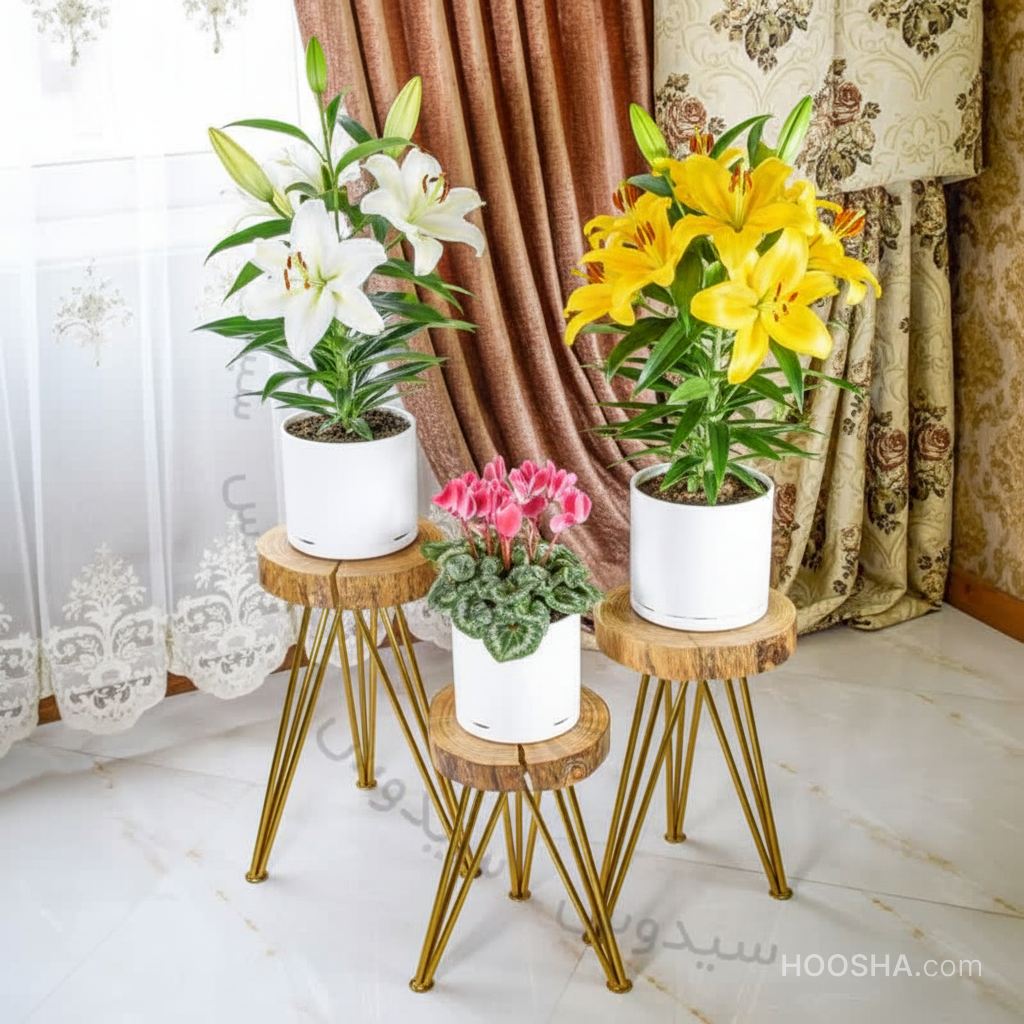 کاشت گل‌ پاییزی, راز شادابی با قرص‌ عالینو و گلدان‌ استوانه ای سیدوس(4مرحله)