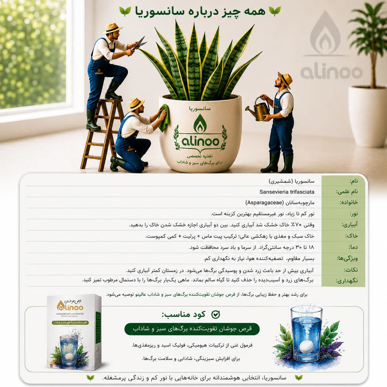 راهنمای جامع نگهداری سانسوریا در گلدان‌های سیدوس؛ با قدرت قرص عالینو (4تکنیک‌ )