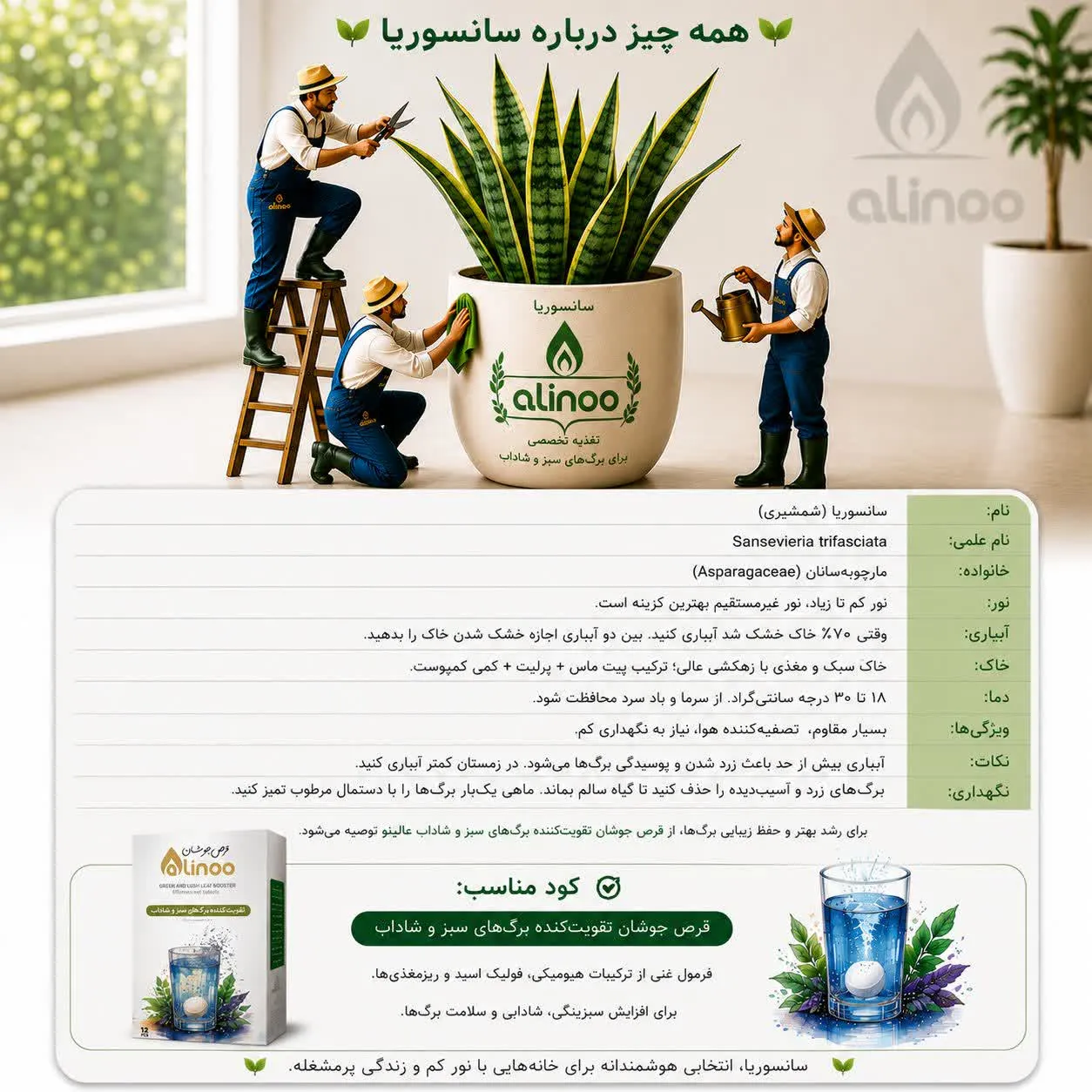 راهنمای جامع نگهداری سانسوریا در گلدان‌های سیدوس؛ با قدرت قرص عالینو (4تکنیک‌ )