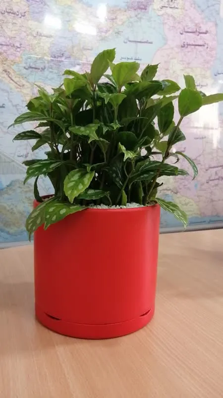 گلدان استوانه ای سیدوس سری 4 عددی - تصویر 8