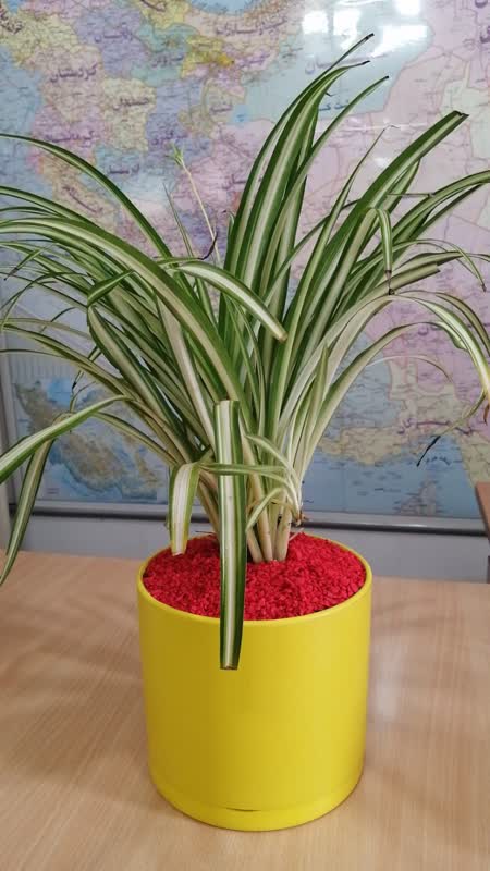 گلدان استوانه ای سیدوس سری 4 عددی - تصویر 9