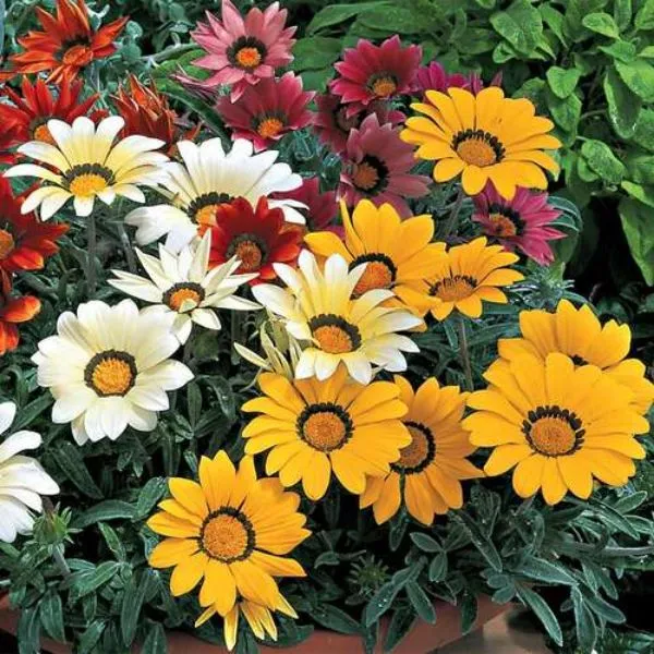 گل های بهاری وتابستانی مناسب باغچه (37گونه)Spring and summer flowers suitable for the garden (37 (species) مجموعه تولیدی سیدوس , تولید کننده گلدان های پلاستیکی سیدوس