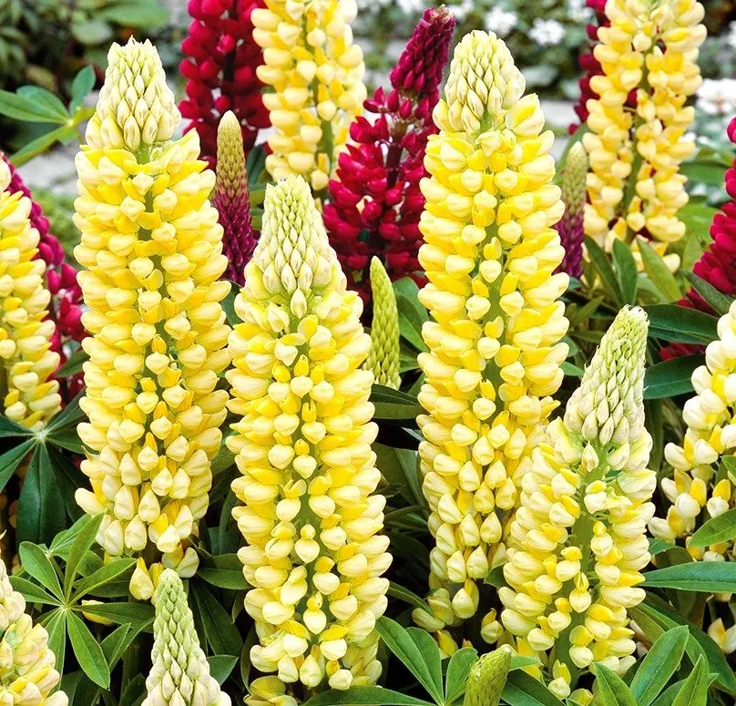 ,گل ترمس,گل لوپن,گل انگشتانه هندی، large leaved lupine , big leaved lupineمجموعه تولیدی سیدوس تولید کننده گلدان پلاستیکی سیدوس