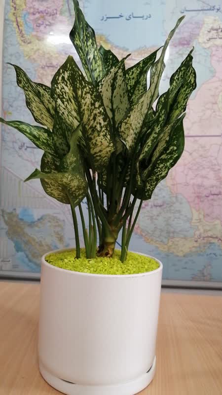 آگلونما برفی (سفید) (Aglaonema Snow White)