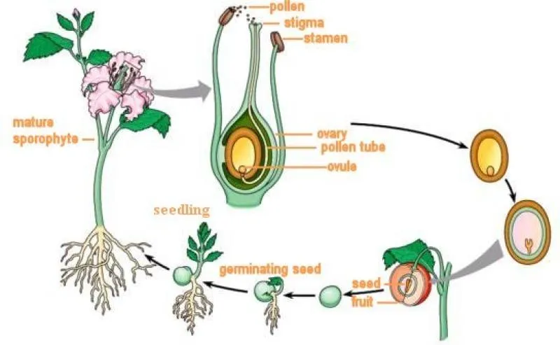 تکثیر گیاهان از بذر تا قلمه زنیPlant propagation from seed to cuttings
مجموعه تولیدی سیدوس ,تولید کننده گلدان پلاستیکی سیدوس ,بیش از 120نوع, اعم از گلدان استوانه ای پلاستیکی سیدوس,گلدان الماسی پلاستیکی سیدوس,گلدان مربعی پلاستیکی,گلدان مثلثی پلاستیکی,گلدان گرد پلاستیکی ,باکس مستطیلی,در اندازه های کاکتوسی تا درختچه ای