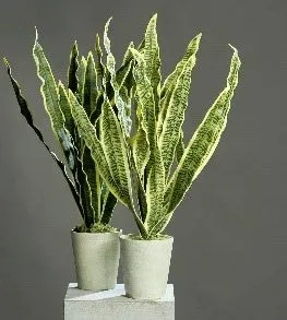 گل و گیاهان مناسب برای تزئین پاگرد راه پله Flowers and plants suitable for decorating the stairwell مجموعه تولیدی سیدوس ,تولید کننده گلدان پلاستیکی سیدوس ,بیش از 120نوع, اعم از گلدان استوانه ای پلاستیکی سیدوس,گلدان الماسی پلاستیکی سیدوس,گلدان مربعی پلاستیکی,گلدان مثلثی پلاستیکی,گلدان گرد پلاستیکی ,باکس مستطیلی,در اندازه های کاکتوسی تا درختچه ای