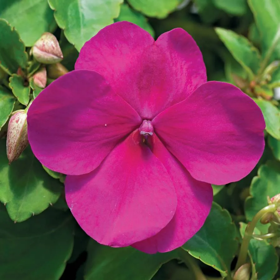 گل حنا از خانواده ( Balasminaceae) بانام علمی (Impatiens walleriana)مجموعه تولیدی سیدوس ,تولید کننده گلدان پلاستیکی سیدوس