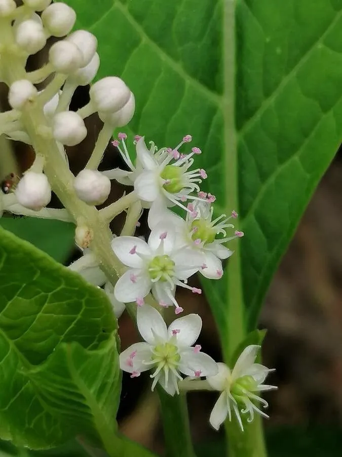 گل فیتولاکا   (سرخ بر) سرخاب کولیPhytolacca acinosa ,
 Phytolaccaceae
مجموعه تولیدی سیدوس تولید کننده گلدان پلاستیکی سیدوس