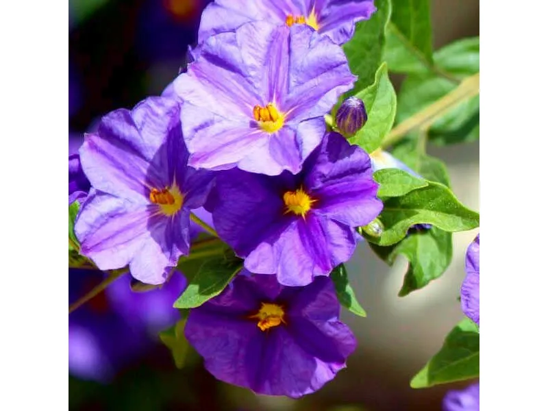 گل شب پاراگوئه (Paraguay Nightshade)نام علمی: (Lycianthes rantonnetii)