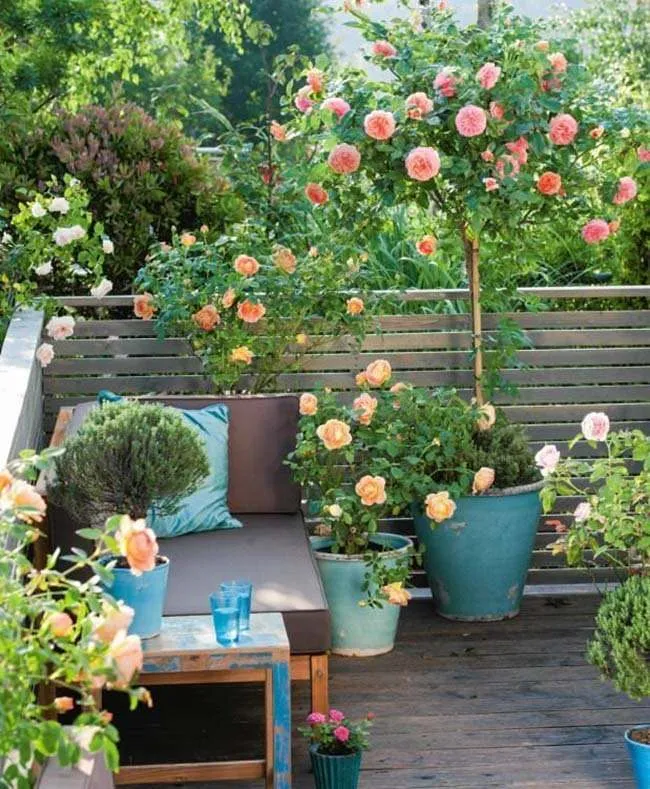 گل های رز رونده, Climbing roses (11 types) مجموعه تولیدی سیدوس ,تولید کننده گلدان پلاستیکی سیدوس