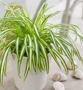 گل و گیاهان مناسب برای تزئین پاگرد راه پله Flowers and plants suitable for decorating the stairwell مجموعه تولیدی سیدوس ,تولید کننده گلدان پلاستیکی سیدوس ,بیش از 120نوع, اعم از گلدان استوانه ای پلاستیکی سیدوس,گلدان الماسی پلاستیکی سیدوس,گلدان مربعی پلاستیکی,گلدان مثلثی پلاستیکی,گلدان گرد پلاستیکی ,باکس مستطیلی,در اندازه های کاکتوسی تا درختچه ای