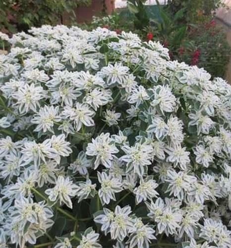Euphorbia flower,Euphorbia marginata