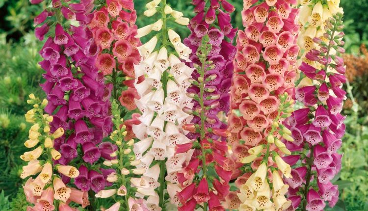 گل انگشتانه,COMMON FOXGLOVE