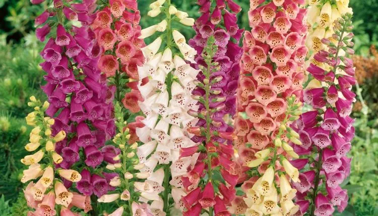 گل انگشتانه,COMMON FOXGLOVE