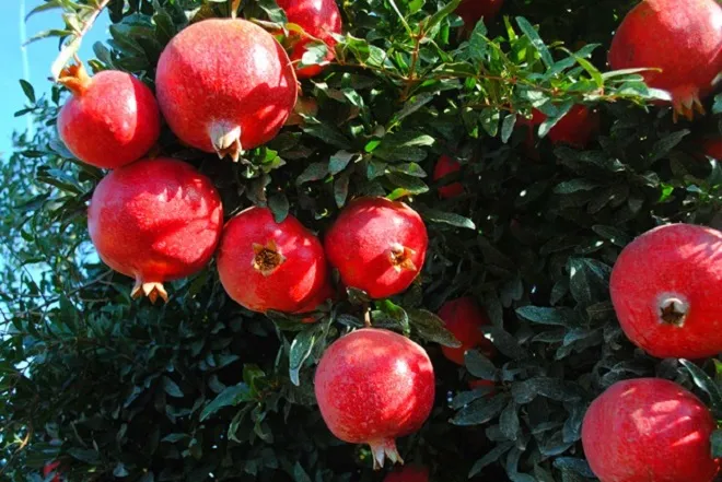 درخت انار ومزایای نگهداری آن در خانهPomegranate tree and the benefits of keeping it at home مجموعه تولیدی سیدوس ,تولید کننده گلدان پلاستیکی سیدوس ,بیش از 120نوع, اعم از گلدان استوانه ای پلاستیکی سیدوس,گلدان الماسی پلاستیکی سیدوس,گلدان مربعی پلاستیکی,گلدان مثلثی پلاستیکی,گلدان گرد پلاستیکی ,باکس مستطیلی,در اندازه های کاکتوسی تا درختچه ای
