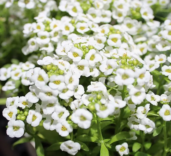 Sweet alyssum