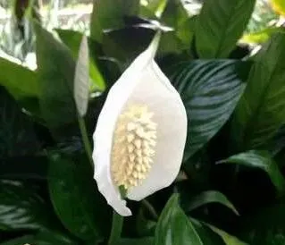 گل و گیاهان مناسب برای تزئین پاگرد راه پله Flowers and plants suitable for decorating the stairwell مجموعه تولیدی سیدوس ,تولید کننده گلدان پلاستیکی سیدوس ,بیش از 120نوع, اعم از گلدان استوانه ای پلاستیکی سیدوس,گلدان الماسی پلاستیکی سیدوس,گلدان مربعی پلاستیکی,گلدان مثلثی پلاستیکی,گلدان گرد پلاستیکی ,باکس مستطیلی,در اندازه های کاکتوسی تا درختچه ای