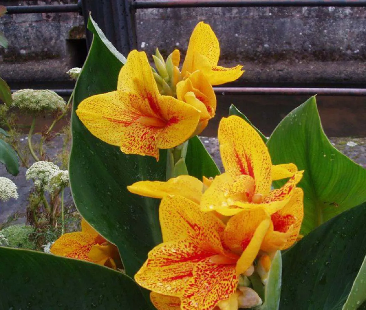 گل اختر به انگلیسیcanna candica
تیره گل اختر	اختریان  Cannaceaeis
نام علمی و خانواده اختر	Canna spp
مجموعه تولیدی سیدوس , تولید کننده گلدان پلاستیکی رنگی