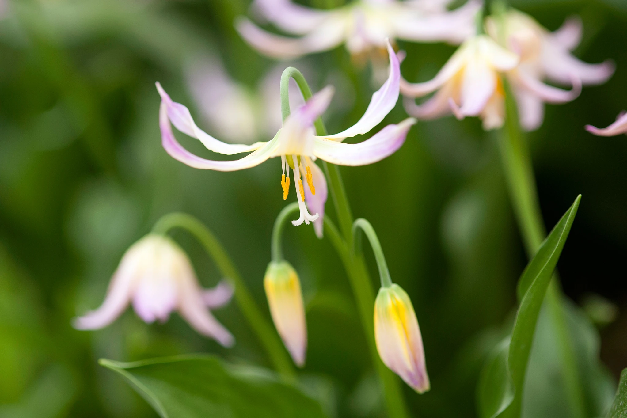 گل اریترونیومس Erythronium japonicum مجموعه تولیدی سیدوس تولید کننده گلدان پلاستیکی سیدوس