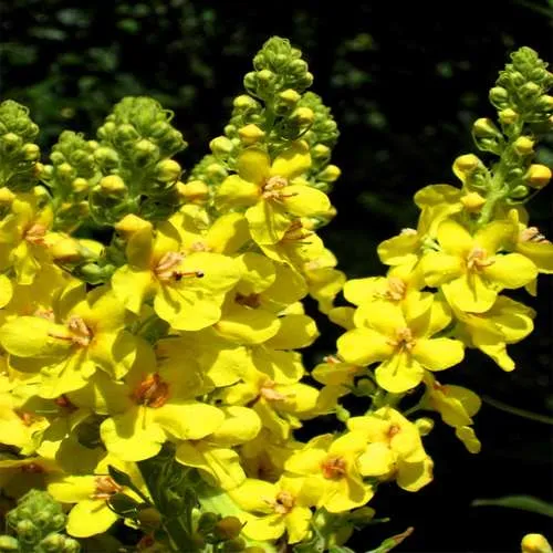 گل ماهور، خرگوشک یا بوصیر (نام علمی: Verbascum) مجموعه تولیدی سیدوس تولید کننده گلدان پلاستیکی سیدوس