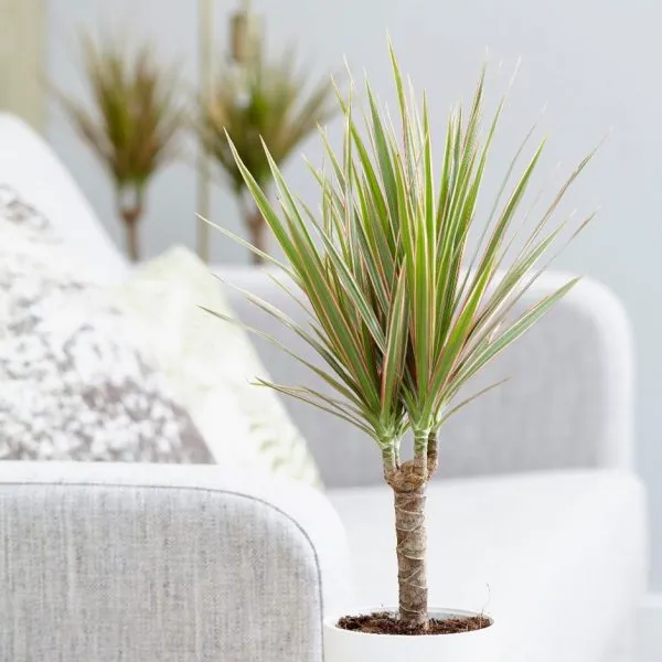 درختچه های آپارتمانی در گلدان پلاستیکی سیدوسApartment shrubs in plastic pots Sidoos
مجموعه تولیدی سیدوس ,تولید کننده گلدان پلاستیکی سیدوس ,بیش از 120نوع, اعم از گلدان استوانه ای پلاستیکی سیدوس,گلدان الماسی پلاستیکی سیدوس,گلدان مربعی پلاستیکی,گلدان مثلثی پلاستیکی,گلدان گرد پلاستیکی ,باکس مستطیلی,در اندازه های کاکتوسی تا درختچه ای