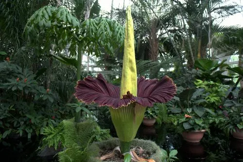 گیاهان گوشتخوار (به انگلیسی: Carnivorous plants )،با فتوسنتز انرژی تولید می‌کنند.مجموعه تولیدی سیدوس ,تولید کننده گلدان پلاستیکی سیدوس ,بیش از 120نوع, اعم از گلدان استوانه ای پلاستیکی سیدوس,گلدان الماسی پلاستیکی سیدوس,گلدان مربعی پلاستیکی,گلدان مثلثی پلاستیکی,گلدان گرد پلاستیکی ,باکس مستطیلی,در اندازه های کاکتوسی تا درختچه ای