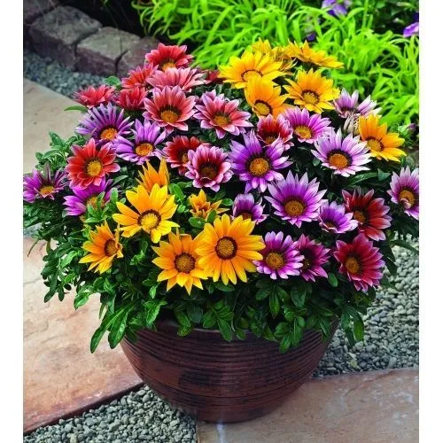 گل گازانیاGazania pinnata Gazania Rigens مجموعه تولیدی سیدوس تولید کننده گلدان پلاستیکی سیدوس