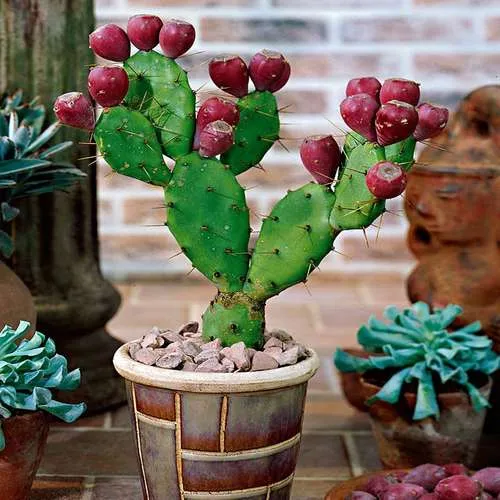 کاکتوس های میوه دارFruit-bearing cacti مجموعه تولیدی سیدوس ,تولید کننده گلدان پلاستیکی سیدوس ,بیش از 120نوع, اعم از گلدان استوانه ای پلاستیکی سیدوس,گلدان الماسی پلاستیکی سیدوس,گلدان مربعی پلاستیکی,گلدان مثلثی پلاستیکی,گلدان گرد پلاستیکی ,باکس مستطیلی,در اندازه های کاکتوسی تا درختچه ای