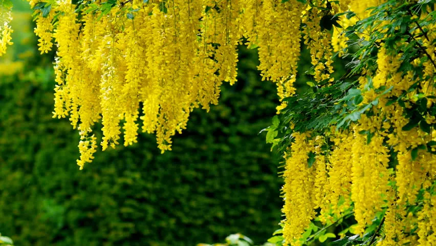 درخت پروانه Laburnum anagyroides L. anagyroides Common laburnum مجموعه تولیدی سیدوس تولید کننده گلدان پلاستیکی سیدوس
