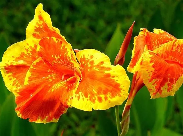 گل اختر به انگلیسیcanna candica
تیره گل اختر	اختریان  Cannaceaeis
نام علمی و خانواده اختر	Canna spp
مجموعه تولیدی سیدوس , تولید کننده گلدان پلاستیکی رنگی