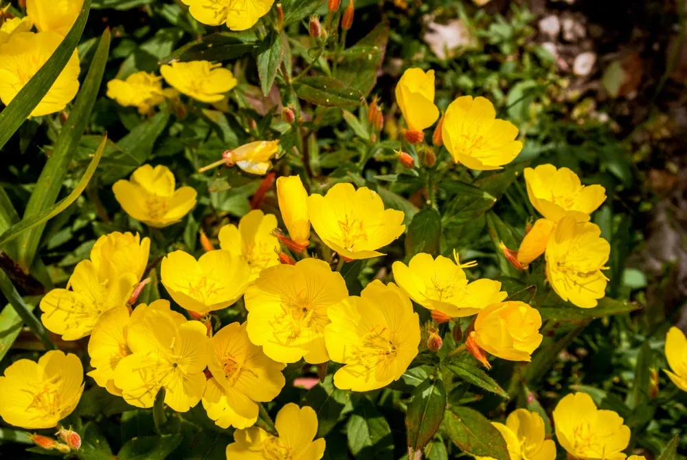 گل مغربی (common Evening Primrose)نام علمی: (Oenothera biennis)