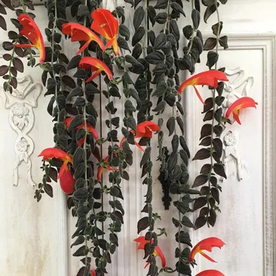 گل کولومنئا Columneaمجموعه تولیدی سیدوس ,تولید کننده گلدان پلاستیکی سیدوس ,بیش از 120نوع, اعم از گلدان استوانه ای پلاستیکی سیدوس,گلدان الماسی پلاستیکی سیدوس,گلدان مربعی پلاستیکی,گلدان مثلثی پلاستیکی,گلدان گرد پلاستیکی ,باکس مستطیلی,در اندازه های کاکتوسی تا درختچه ای
