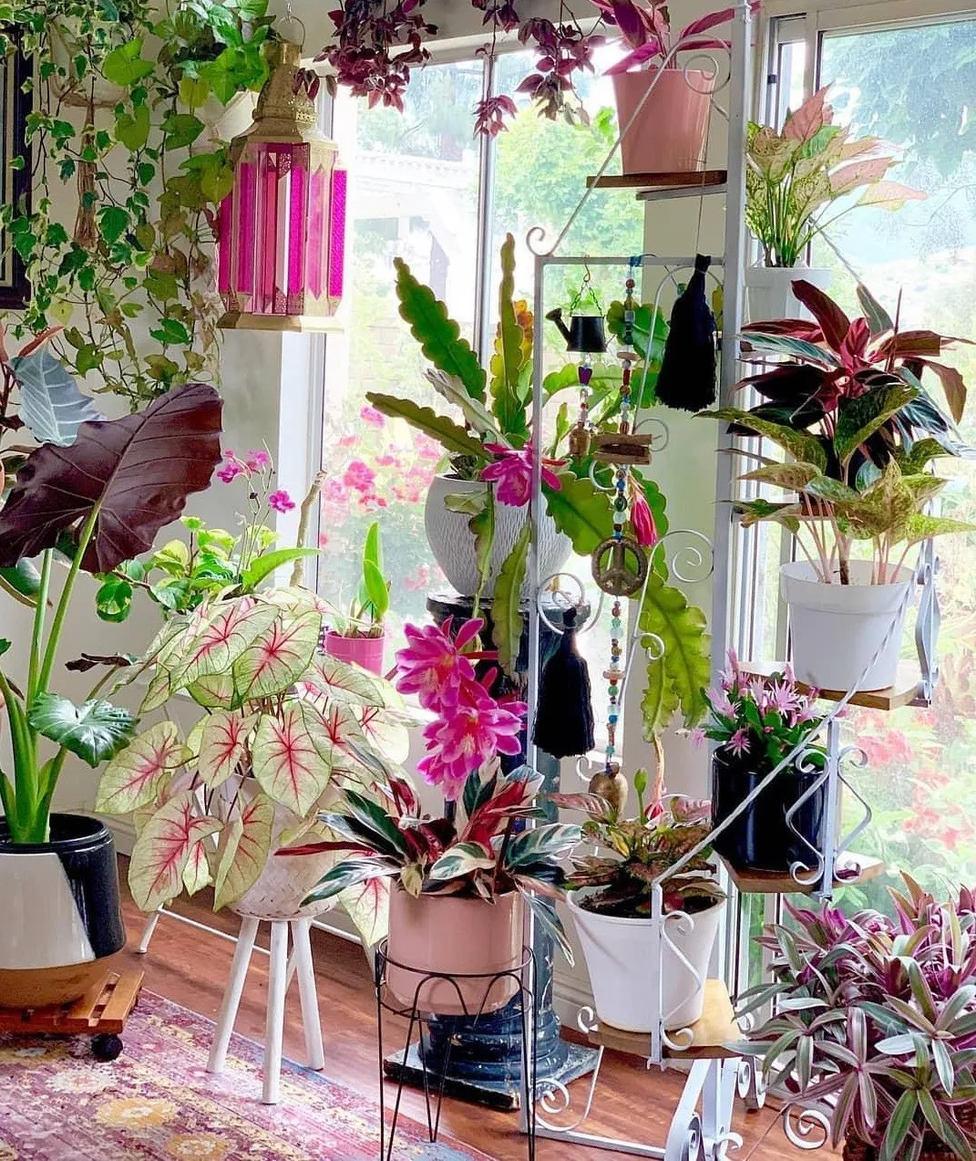 Indoor flowering plantsگیاهان گل دار آپارتمانی