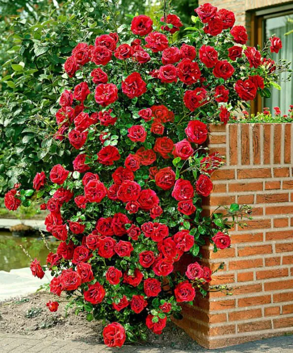 گل های بهاری وتابستانی مناسب باغچه (37گونه)Spring and summer flowers suitable for the garden (37 (species) مجموعه تولیدی سیدوس , تولید کننده گلدان های پلاستیکی سیدوس