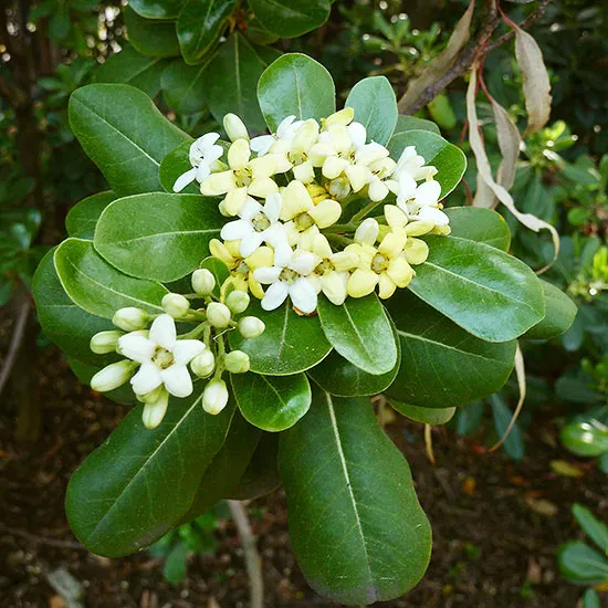 گیاه میخک ژاپنی با نام علمی Pittosporum tobira و نام انگلیسی Japanese Pittosporum از گیاهان گلدار از راسته کرفس­‌سانان و از خانواده میخک درختیان Pittosporaceae است.مجموعه تولیدی سیدوس ,تولید کننده گلدان پلاستیکی سیدوس ,بیش از 120نوع, اعم از گلدان استوانه ای پلاستیکی سیدوس,گلدان الماسی پلاستیکی سیدوس,گلدان مربعی پلاستیکی,گلدان مثلثی پلاستیکی,گلدان گرد پلاستیکی ,باکس مستطیلی,در اندازه های کاکتوسی تا درختچه ای