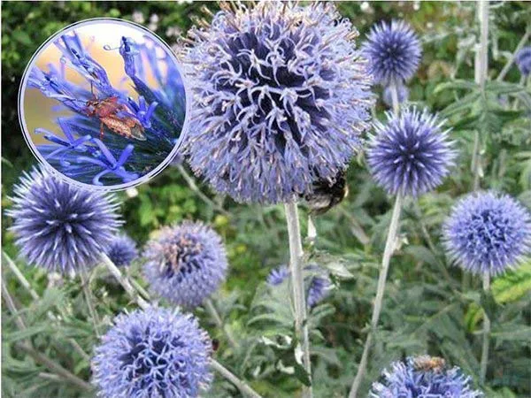 گیاه شکر تیغال (Globe Thistle)نام علمی: (Echinops bannaticus)