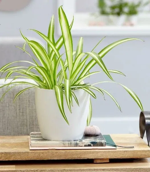 گیاهان مناسب برای هدیه به آقایانPlants suitable as gifts for men
مجموعه تولیدی سیدوس ,تولید کننده گلدان پلاستیکی سیدوس ,بیش از 120نوع, اعم از گلدان استوانه ای پلاستیکی سیدوس,گلدان الماسی پلاستیکی سیدوس,گلدان مربعی پلاستیکی,گلدان مثلثی پلاستیکی,گلدان گرد پلاستیکی ,باکس مستطیلی,در اندازه های کاکتوسی تا درختچه ای
