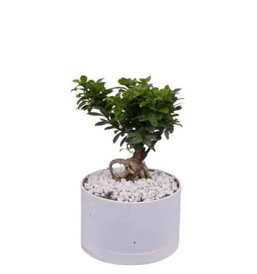 گلدان پلاستیکی گل بونسای وخواص شگفت انگیزآنPlastic bonsai flower pots and their amazing properties مجموعه تولیدی سیدوس ,تولید کننده گلدان پلاستیکی سیدوس ,بیش از 120نوع, اعم از گلدان استوانه ای پلاستیکی سیدوس,گلدان الماسی پلاستیکی سیدوس,گلدان مربعی پلاستیکی,گلدان مثلثی پلاستیکی,گلدان گرد پلاستیکی ,باکس مستطیلی,در اندازه های کاکتوسی تا درختچه ای,گلدان آجری