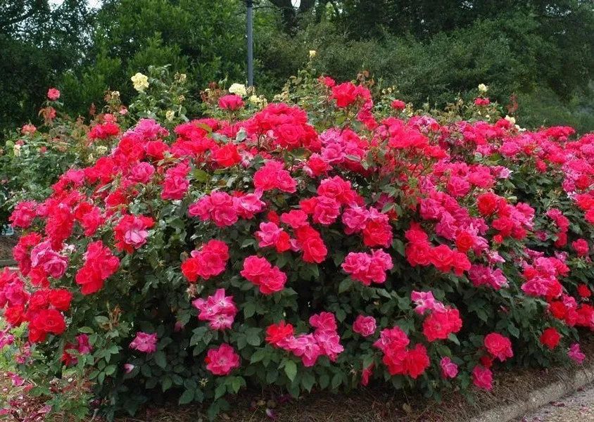 گل های بهاری وتابستانی مناسب باغچه (37گونه)Spring and summer flowers suitable for the garden (37 (species) مجموعه تولیدی سیدوس , تولید کننده گلدان های پلاستیکی سیدوس