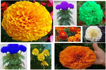 گل جعفریmarigold

<p>Tagetes<br />
	Asteraceae / Compositae آفتابگردانان<br />
مجموعه تولیدی گلدان پلاستیکی سیدوس