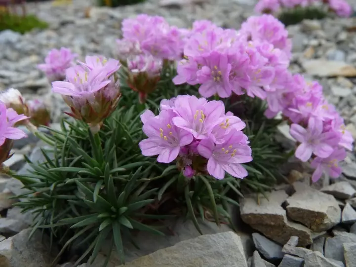 Armeria Juniperifoliaگلدان پلاستیکی سیدوس و گل آرمریا 