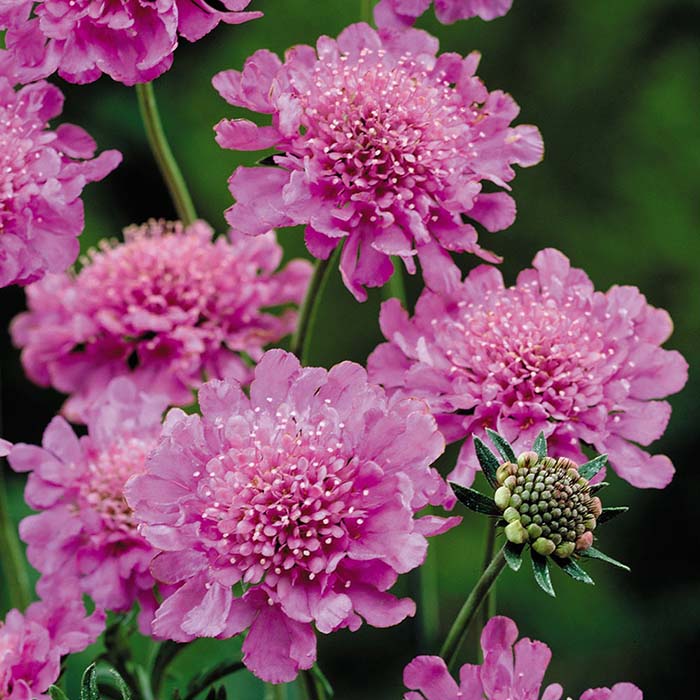 گل درخشنده/ گل اسکابیوزا (Pincushion Flower)نام علمی: (Scabiosa atropurpurea)