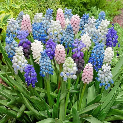کلاغَک یا سنبلک (نام علمی: muscari) نام یک سرده از گیاهان از تیرهٔ مارچوبگان راستهٔ مارچوبه‌سانان که علفی است و دارای ریشهٔ پیازی شکل می‌باشد و متعلق به تک‌لپه‌ای‌ها است. گل‌هایش خوشه‌ای شکل‌اند و در انتهای ساقه قرار دارند و دارای رنگ آبی مایل به بنفش با تلألو قرمز می‌باشند. در حدود ۴۰ از جمله: Muscari armeniacum.
