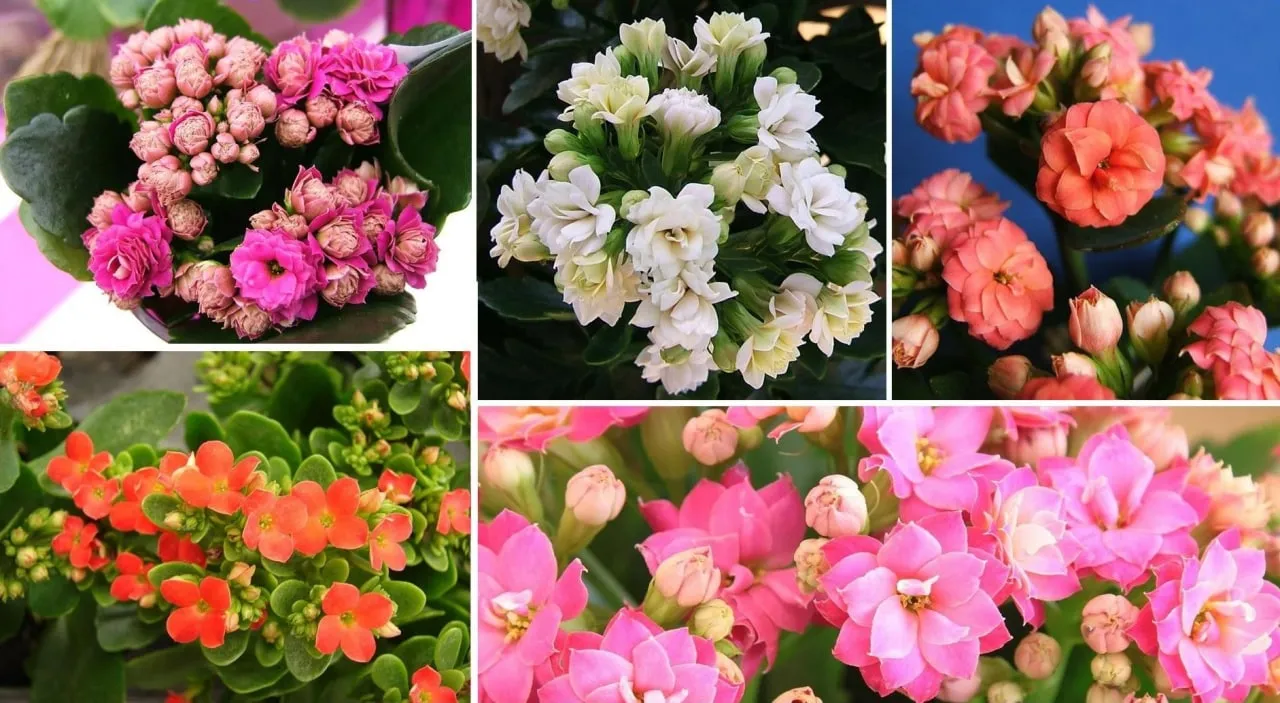 گیاه کالانکوئه کریسمس (Flaming Katy)نام علمی: (Kalanchoe blossfeldiana)