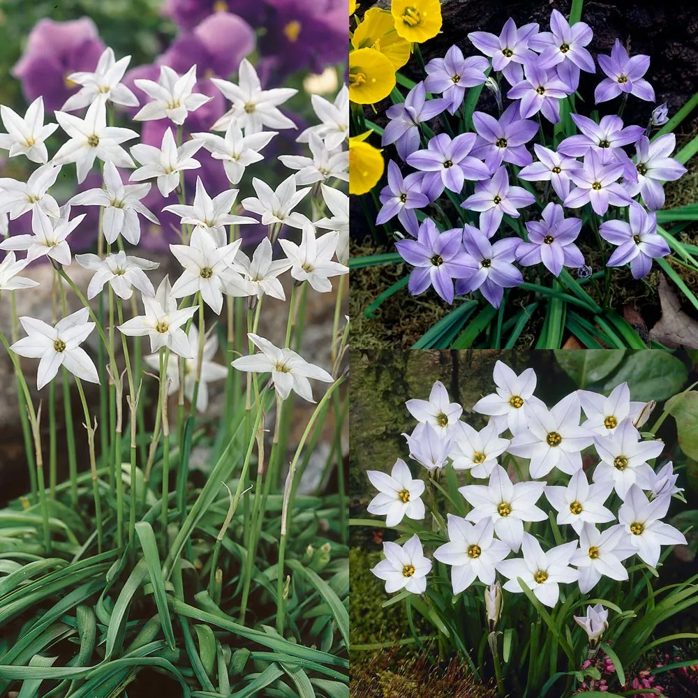 ۲) ipheion-uniflorum -ایفیون-ونیفلورم