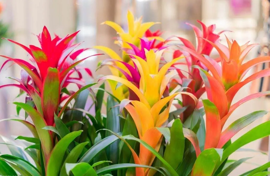 گل گازمانیا Guzmania lingulata Bromeliadaceae مجموعه تولیدی سیدوس تولید کننده گلدان پلاستیکی سیدوس