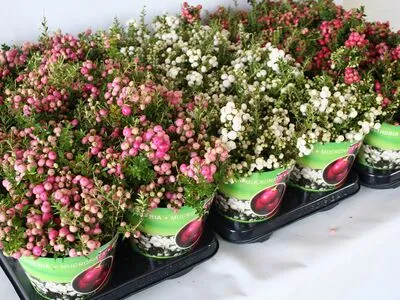 درختچه گالتریا,گل گالتریاخانواده: Ericaceae ـ نام علمی: Gaultheria mucronata 
Wintertime
گلدان پلاستیکی سیدوس زیبا ترین گلدان 