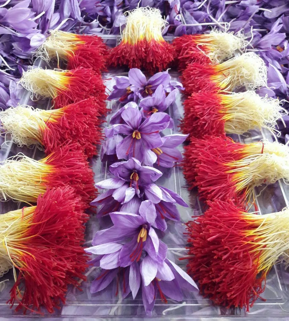 گل زعفران,زعفران سرگل, crocus-sativus, Crocus angustifolius مجموعه تولیدی سیدوس, تولید کننده گلدان پلاستیکی سیدوس 
